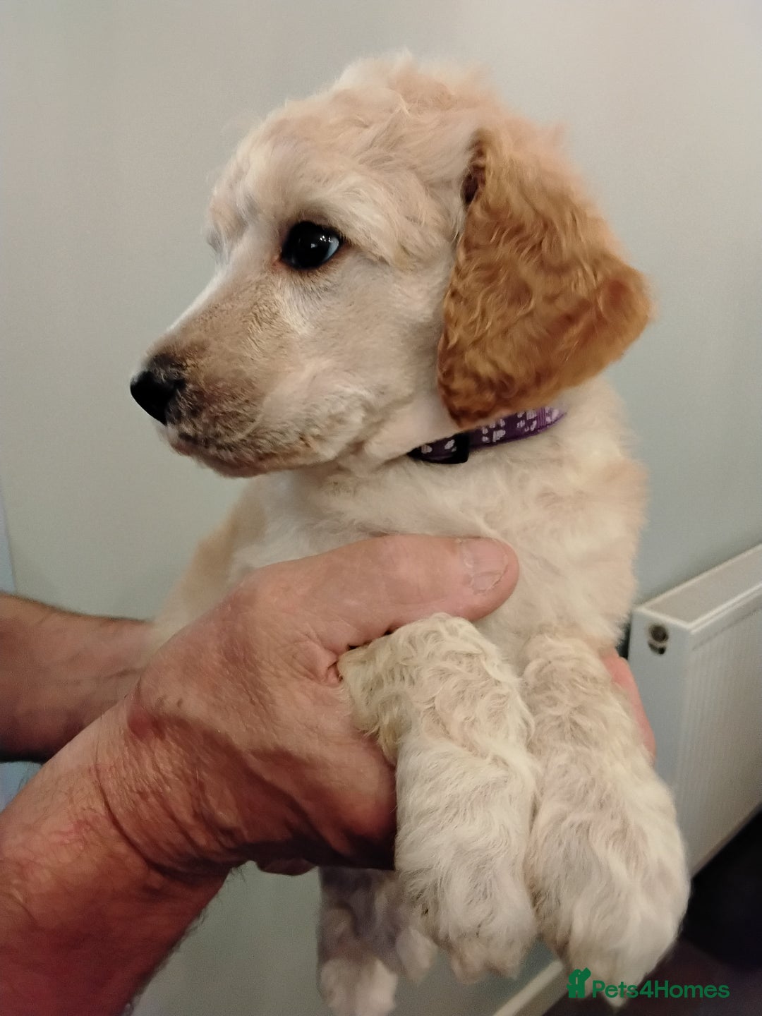 Standard Poodle dogs for sale: Quality KC Reg Standard Poodle puppies - Image 6