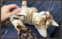 Savannah cats for sale: Dramatically reduced and ready F5 SBT Savannahs in Bingley - Image 30
