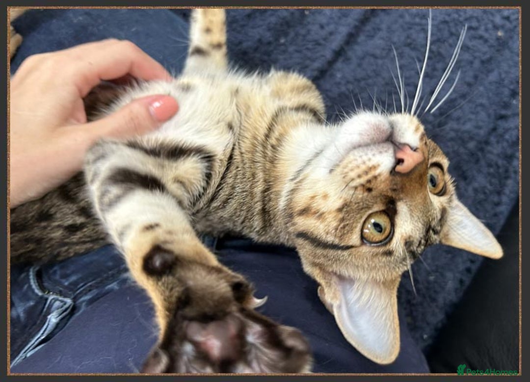 Savannah cats for sale: Dramatically reduced and ready F5 SBT Savannahs in Bingley - Image 30