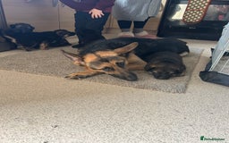 German Shepherd dogs for sale: 4 beautiful female German shepherd pups  - Image 7