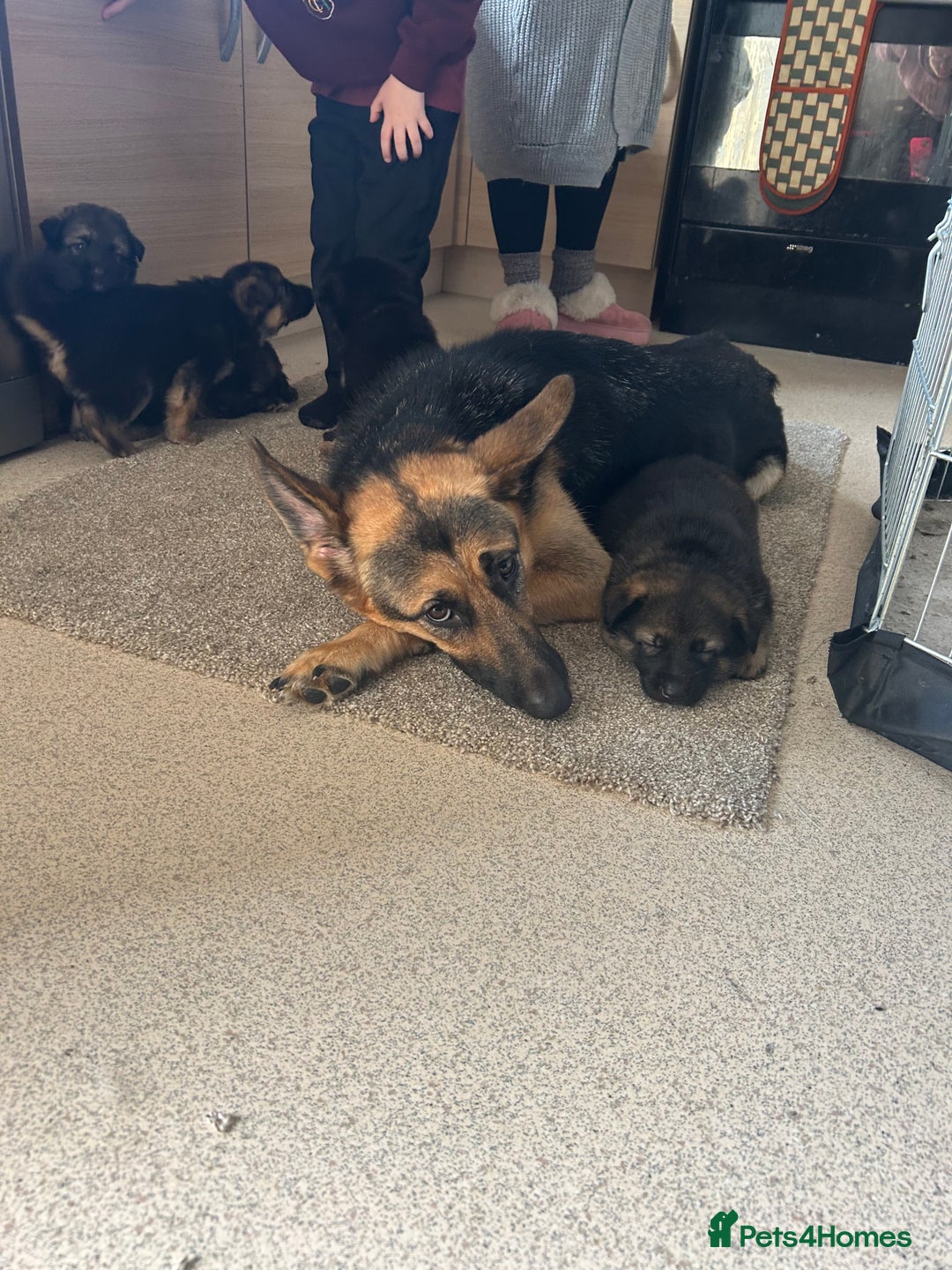 German Shepherd dogs for sale: 4 beautiful female German shepherd pups  - Image 7
