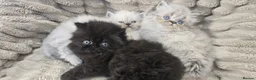 Persian cats for sale: Purebred Persian Kittens for Sale  - Advert 9