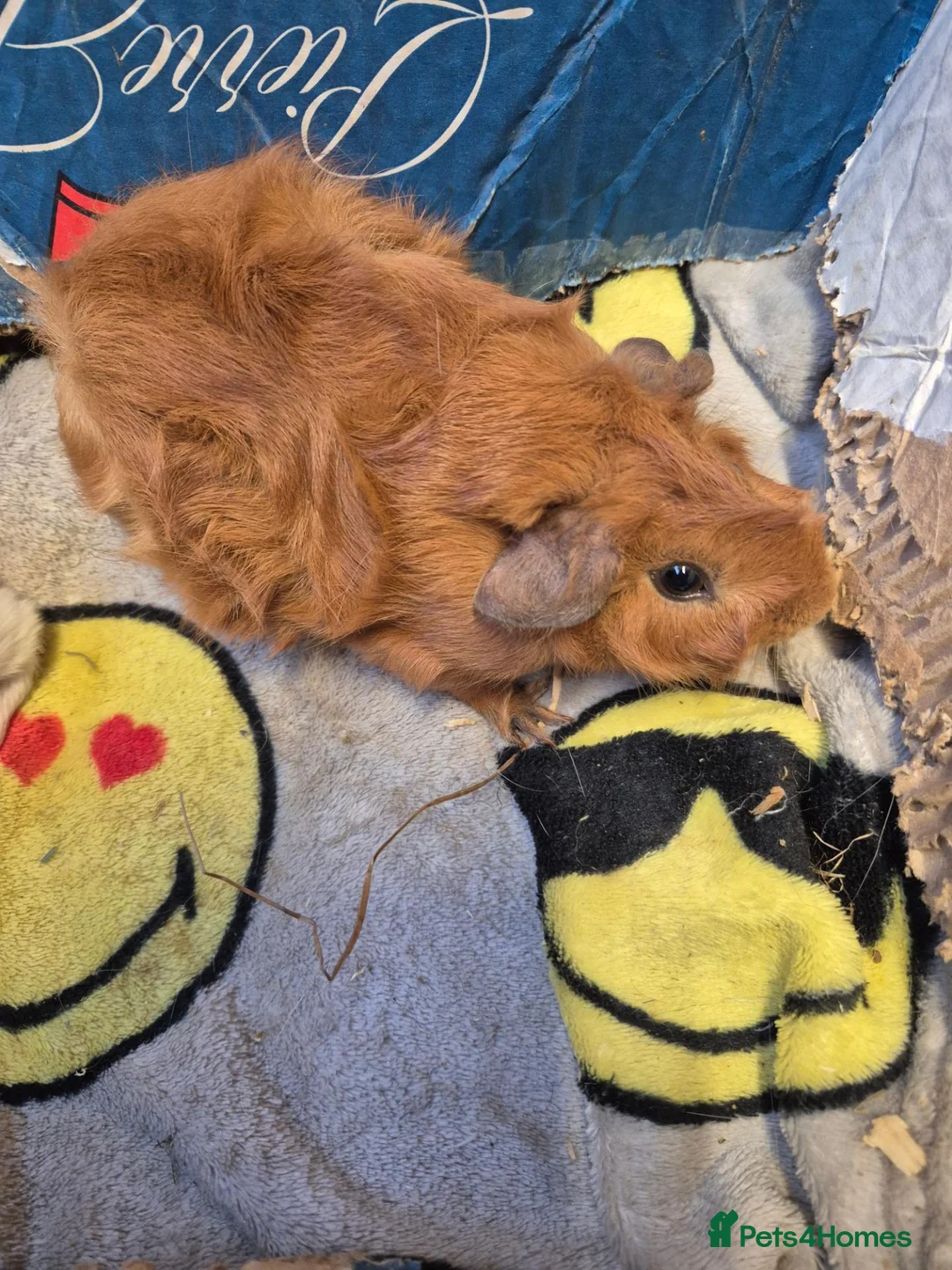 Guinea Pig rodents for sale: Pair of Baby Male Guinea Pigs For Sale  - Advert 3