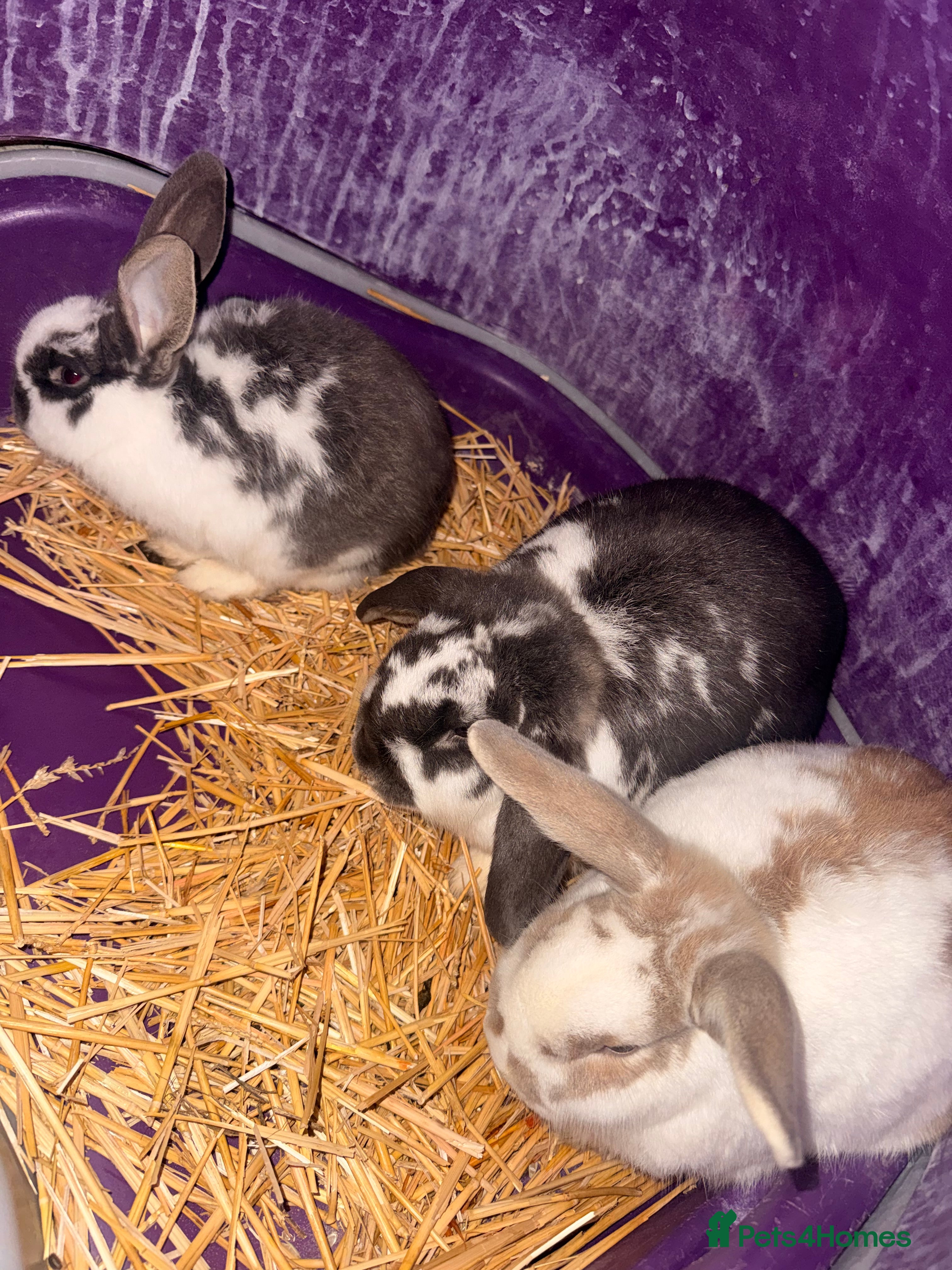 Dwarf Lop rabbits 3x rabbits Mum dad baby  - Advert 16