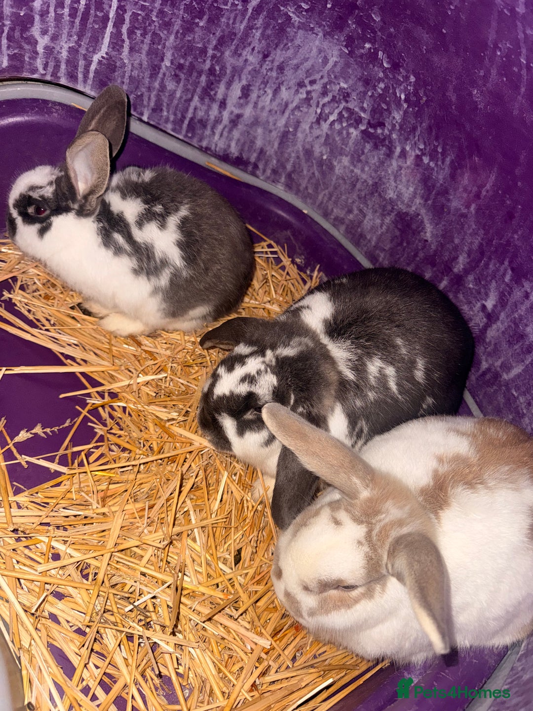 Dwarf Lop rabbits for sale: 3x rabbits Mum dad baby  - Advert 7