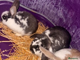 Dwarf Lop rabbits 3x rabbits Mum dad baby - Advert 11