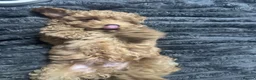 Maltipoo dogs for sale: Toy Maltipoo pups lovely red ready, last pup now - Advert 5