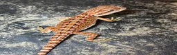 Bearded Dragon reptiles for sale: Baby beardes dragons for sale  - Advert 2