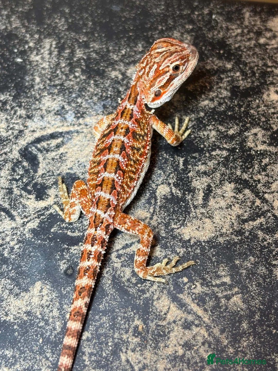 Bearded Dragon reptiles for sale: Baby beardes dragons for sale  - Advert 2