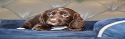 Cocker Spaniel dogs for sale: Kc Reg Health Tested Cocker Spaniel Puppies - Advert 31