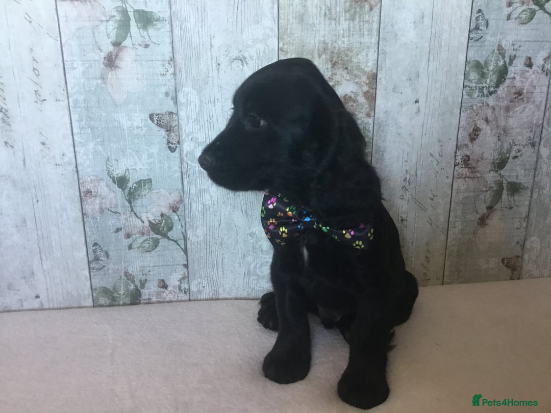 Cocker Spaniel dogs for sale: Well socialised Pedigree Cocker pups - Image 10