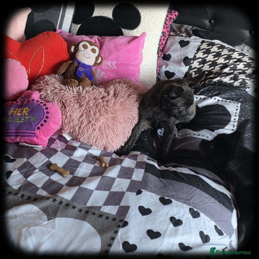 French Bulldog dogs for sale: ❤️⭐️  Adorable Frenchie poms ❤️⭐️ ONLY 3 LEFT ⭐️ - Advert 31