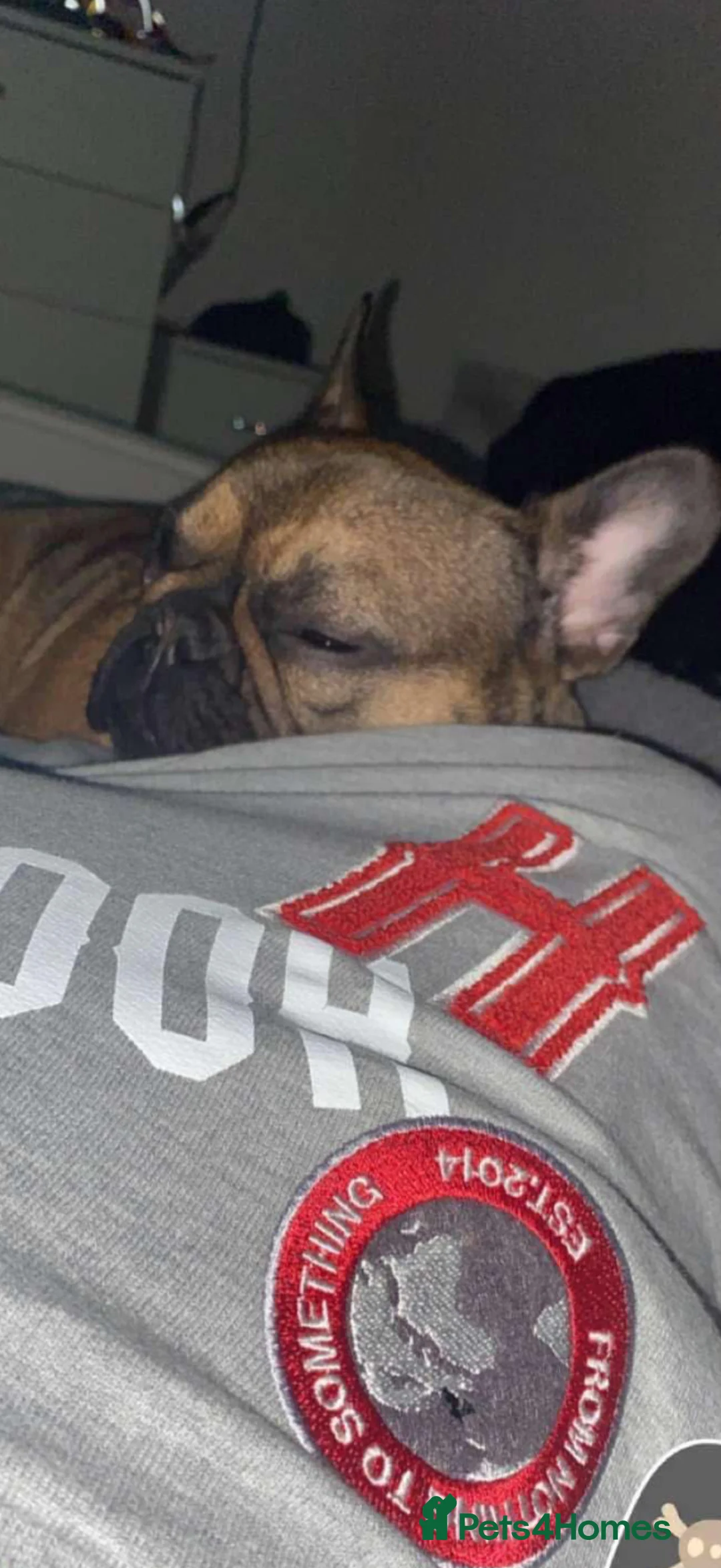 French Bulldog dogs for sale: French bulldog for sale  - Advert 2