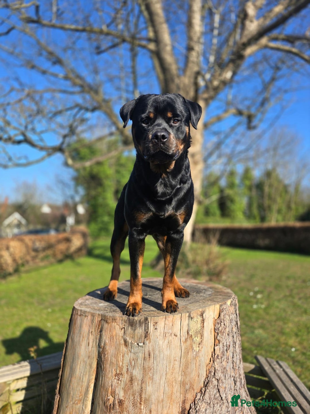 Rottweiler dogs for stud: ROTTWEILER FOR STUD - Image 7