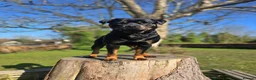 Rottweiler dogs for stud: ROTTWEILER FOR STUD - Advert 7