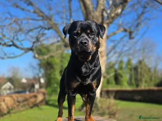 Rottweiler dogs ROTTWEILER FOR STUD - Advert 8