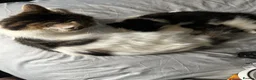 Mixed Breed cats for sale: 4 beautiful Kittens  - Advert 4