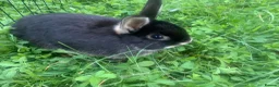 Netherland Dwarf rabbits for sale: URGENT 1 LEFT - Advert 29