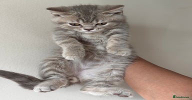 British Shorthair cats - Advert 7