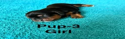 Cavalier King Charles Spaniel dogs for sale: Choc & Tan carriers - CKC Spaniel Puppies - Advert 36