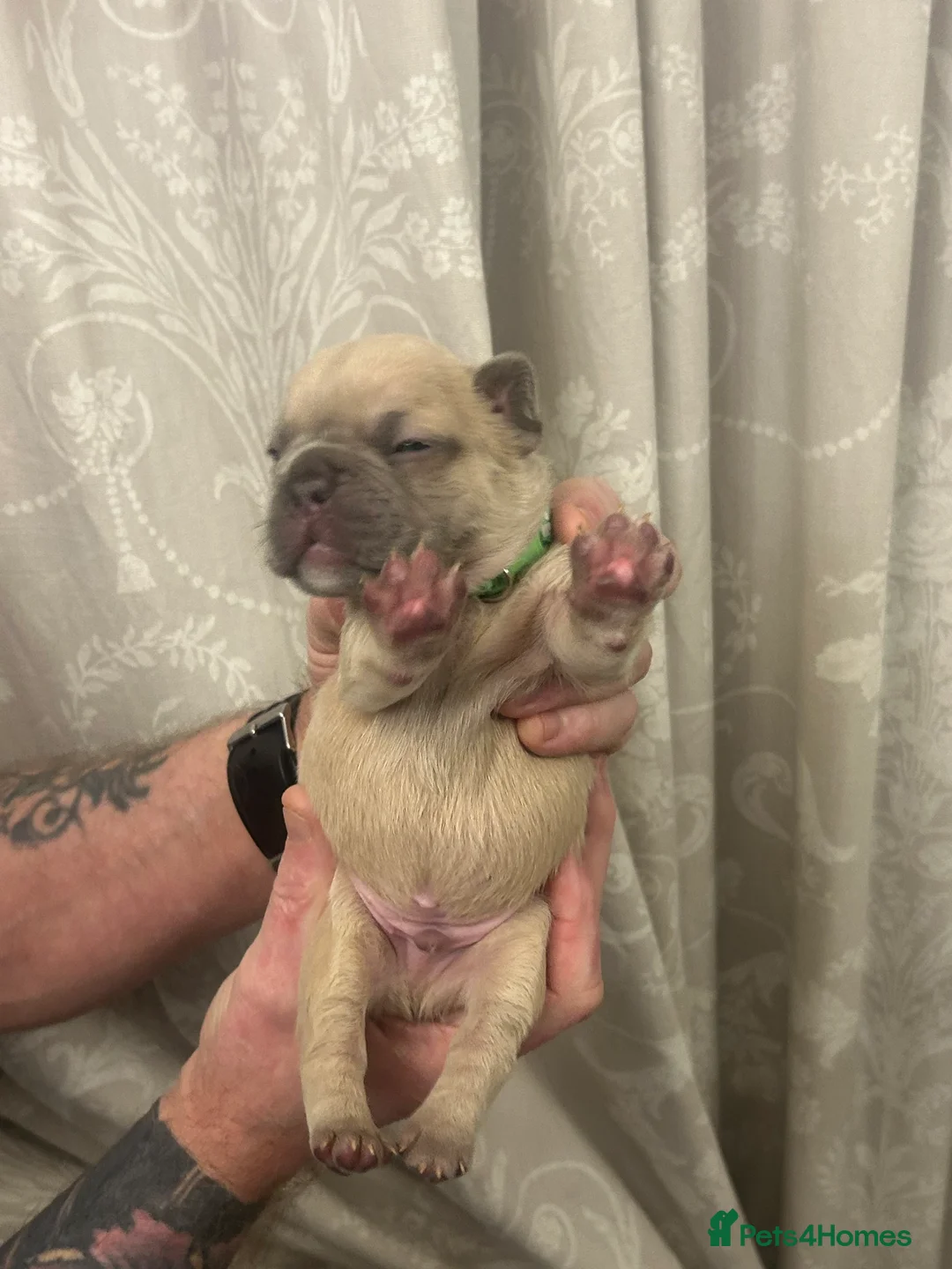 French Bulldog dogs for sale: 9 top quality fluffy carrying french bulldogs  - Advert 19