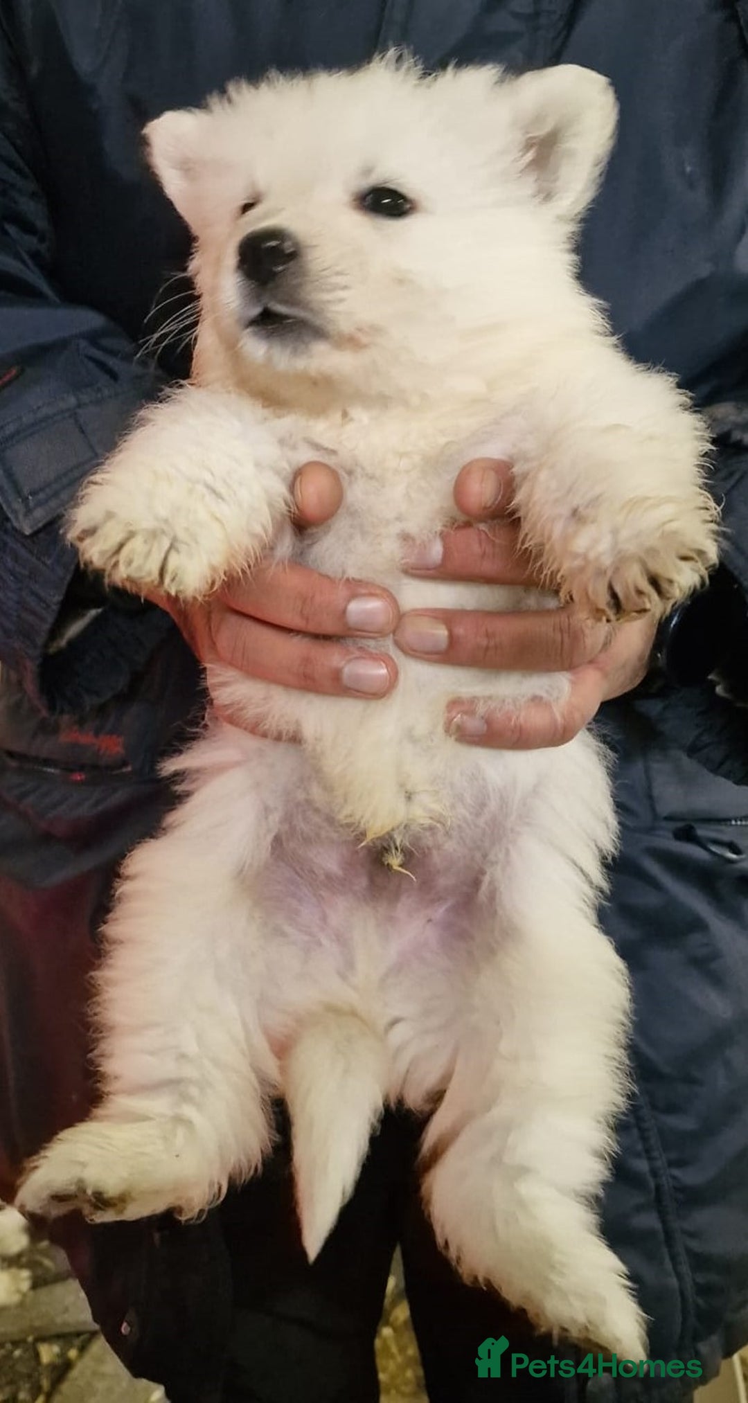 German Shepherd dogs for sale: KC White Long Hair Shepherd Pupp's– Champion Lines - Advert 10