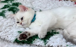 British Shorthair cats for sale: Colourpoints BSH active & non-active available - Image 24