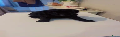 Poochon 3