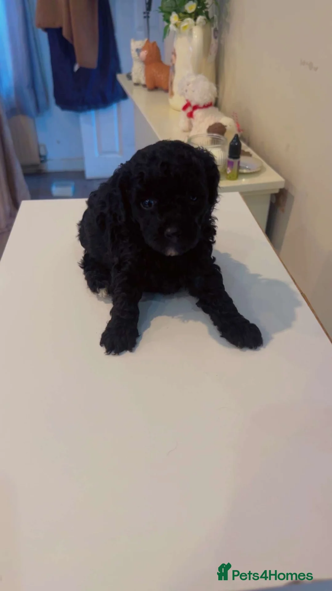 Poochon dogs for sale: Tiny Poochons for sale  - Advert 8