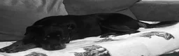 Rottweiler dogs for sale: 9 CHUNKY ROTTWEILER PUPPIES FOR SALE  in Barnsley - Advert 17