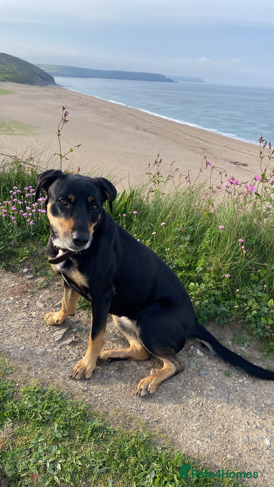 Mixed Breed dogs for sale: Adorable Male Puppies Looking for Loving Home - Advert 6