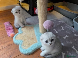 Scottish Fold cats - Advert 5