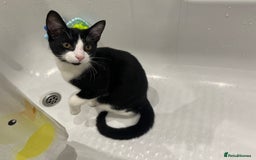 Mixed Breed cats for sale: Loveable boy needs a new family  - Image 6