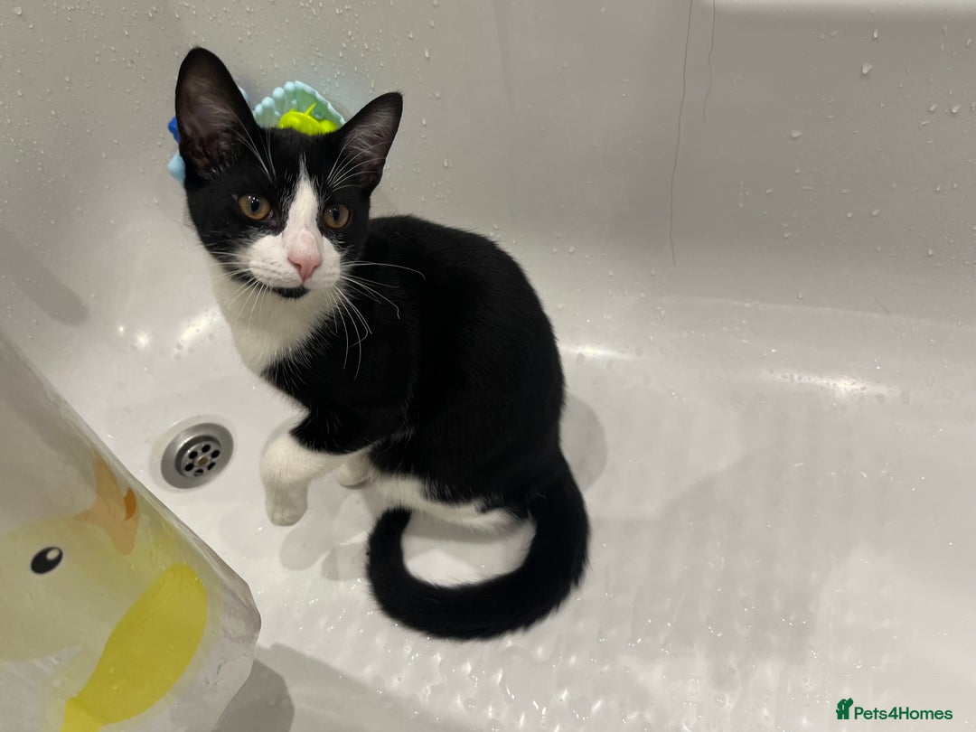 Mixed Breed cats for sale: Loveable boy needs a new family  - Image 6
