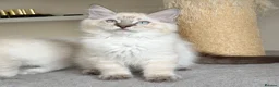 Ragdoll cats for sale: Ready Now - Lap Cat, Cuddly, Affectionate  - Advert 3