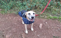 Mixed Breed dogs for sale: Big Golden Boy for Adoption  - Image 13