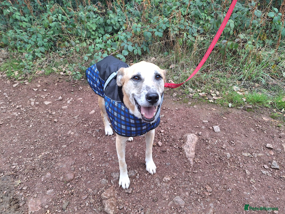 Mixed Breed dogs for sale: Big Golden Boy for Adoption  - Image 13
