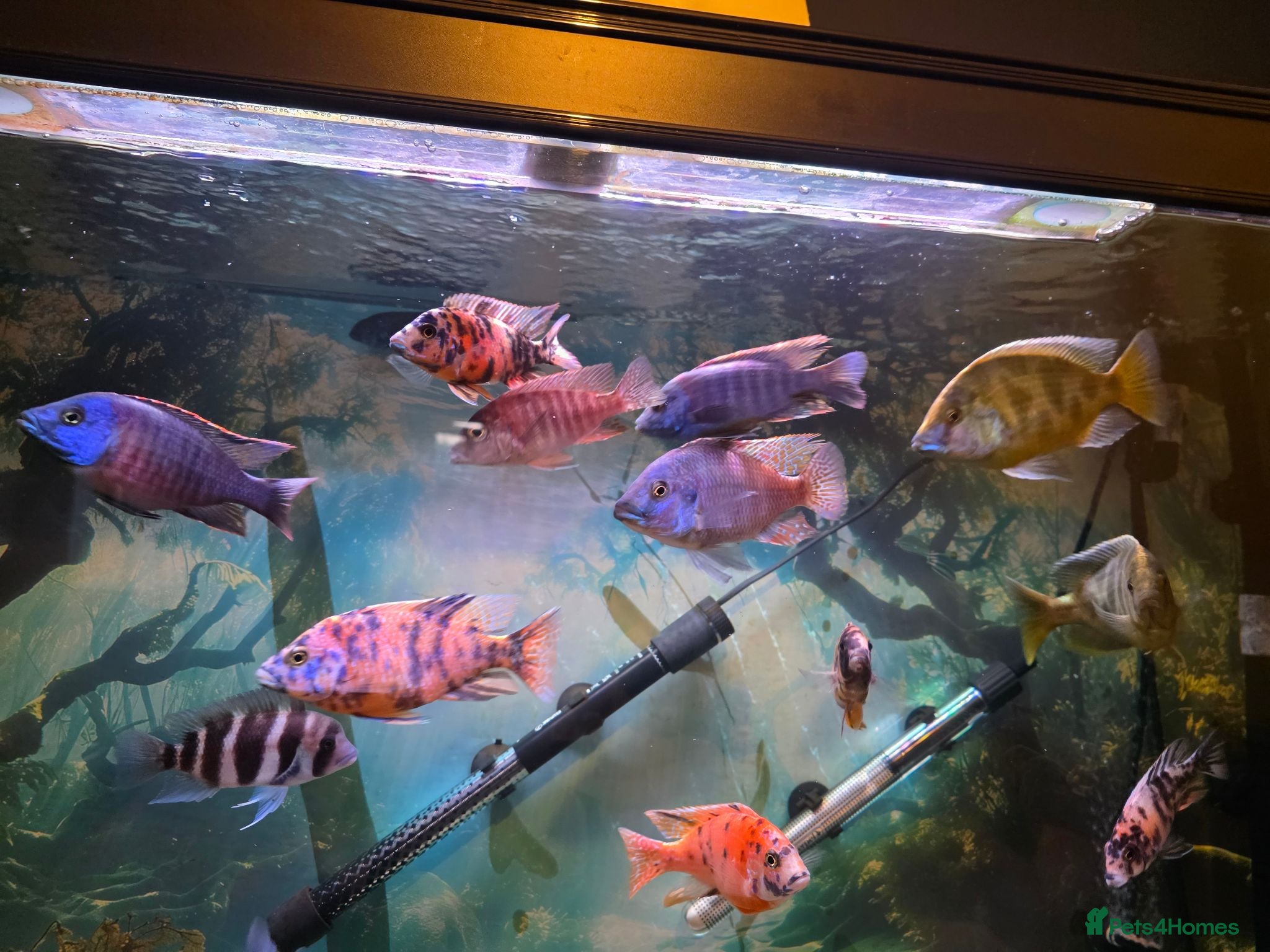 Cichlids fish malawi cichlids and jack dempsey - Advert 1