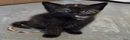 Mixed Breed cats for sale: 2 stunning kittens still available  - Advert 37
