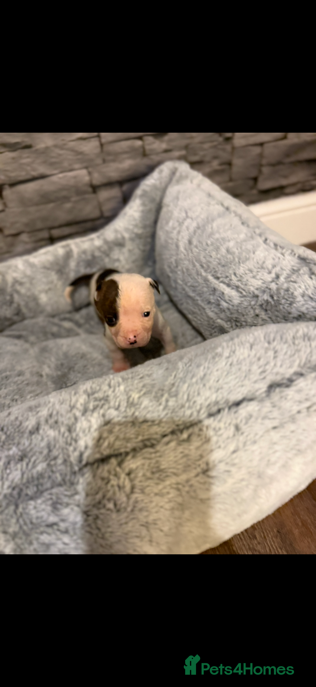 American Bulldog dogs for sale: American bulldog - Image 16