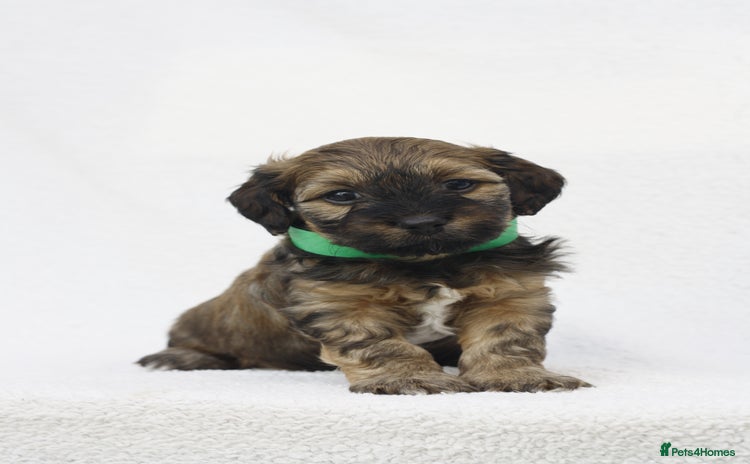 Mixed Breed dogs - Advert 4