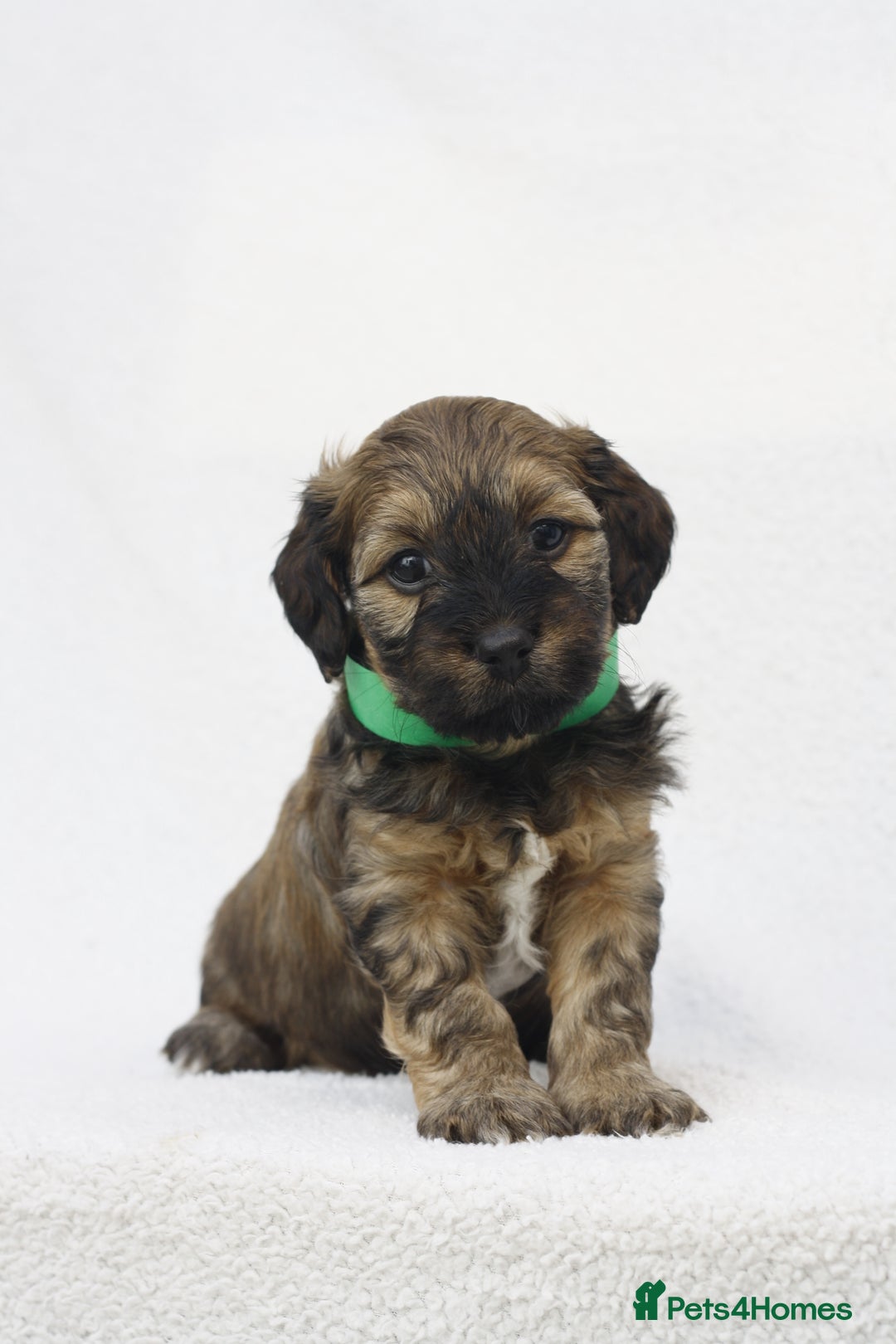 Mixed Breed dogs for sale: Havatoodle Pups - Image 1