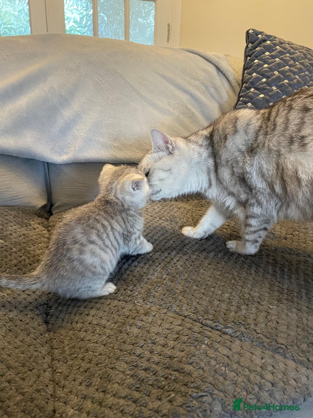 British Shorthair cats for sale: Beautiful GCCF reg BSH female kitten  - Advert 3