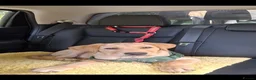 Labrador Retriever dogs for sale: 4 month old Labrador boy puppy  - Advert 3