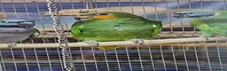 Parrots birds for sale: PARROTS/AMAZONS/PARAKEETS  - Advert 11