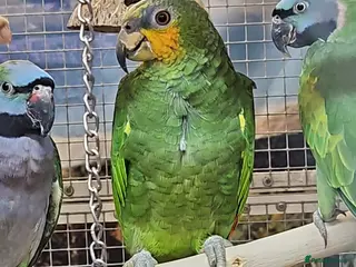 Parrots birds PARROTS/AMAZONS/PARAKEETS - Advert 2