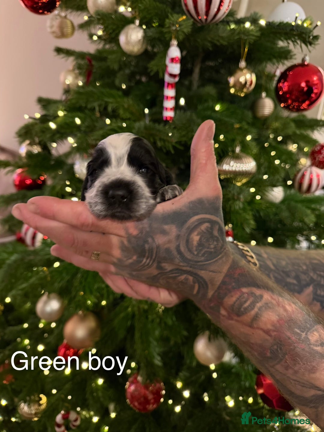 Cocker Spaniel dogs for sale: KC registered show type cocker spaniel  - Advert 24