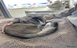 British Shorthair cats for sale: British short hair cat - Image 6