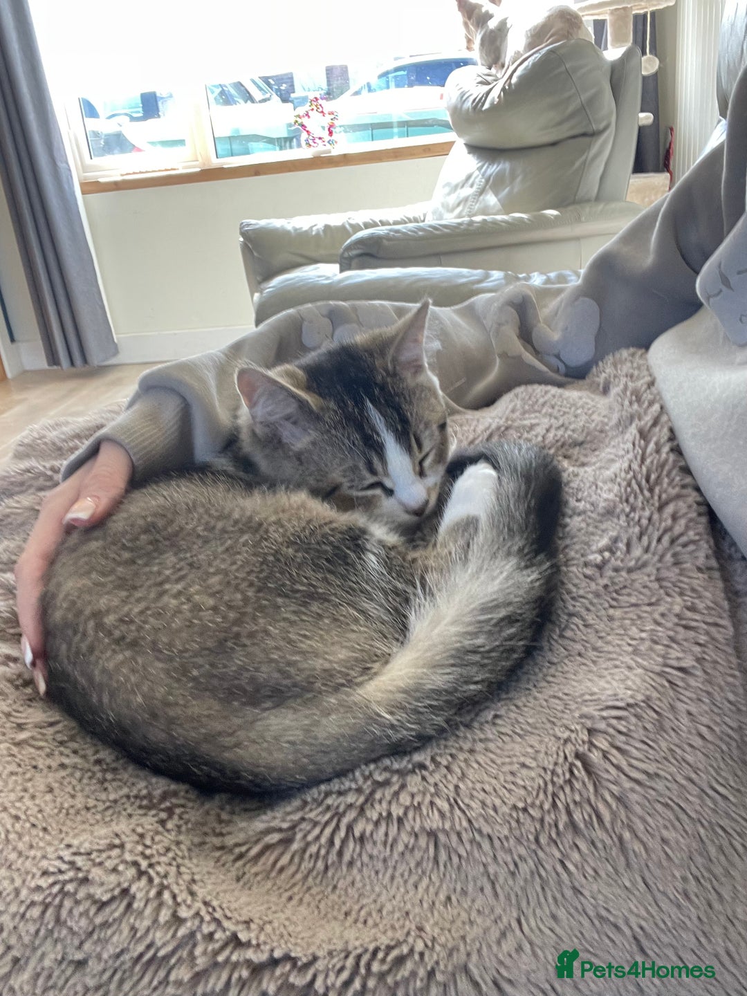 British Shorthair cats for sale: British short hair cat - Image 6