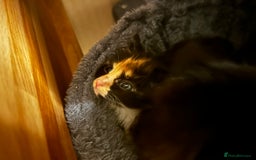 Ragcoon cats for sale: Ragdoll cross Maine coon - Image 8